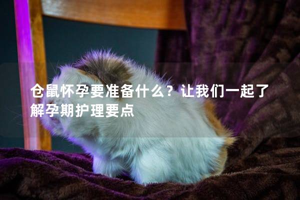 仓鼠怀孕要准备什么？让我们一起了解孕期护理要点