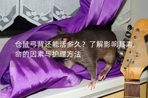 仓鼠弓背还能活多久？了解影响其寿命的因素与护理方法