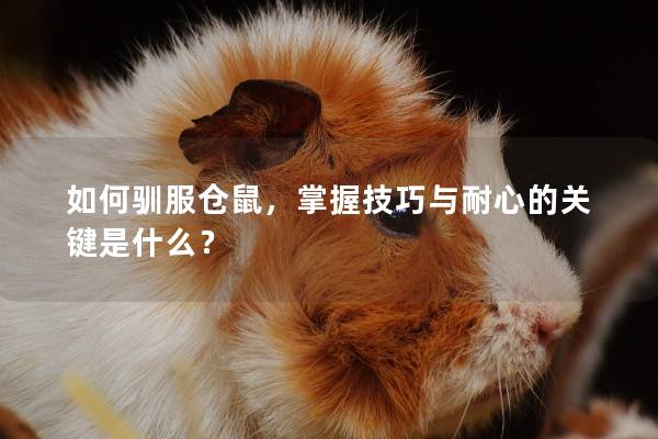 如何驯服仓鼠，掌握技巧与耐心的关键是什么？