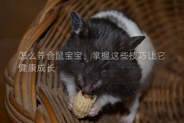 怎么养仓鼠宝宝，掌握这些技巧让它健康成长