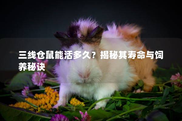 三线仓鼠能活多久？揭秘其寿命与饲养秘诀