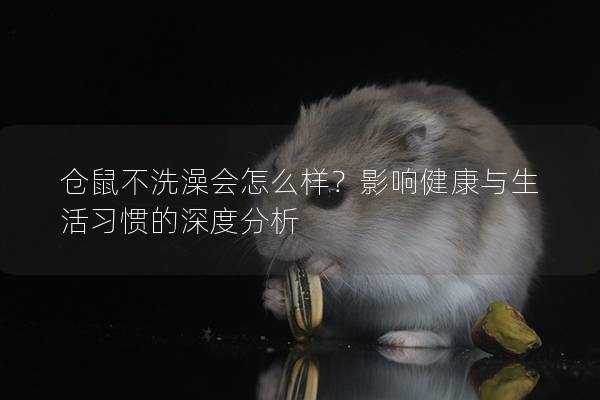 仓鼠不洗澡会怎么样？影响健康与生活习惯的深度分析