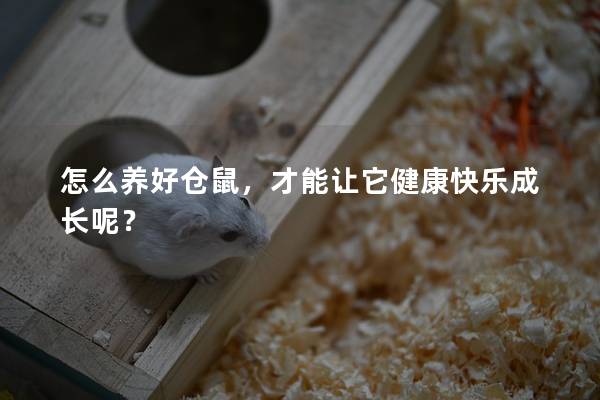 怎么养好仓鼠，才能让它健康快乐成长呢？