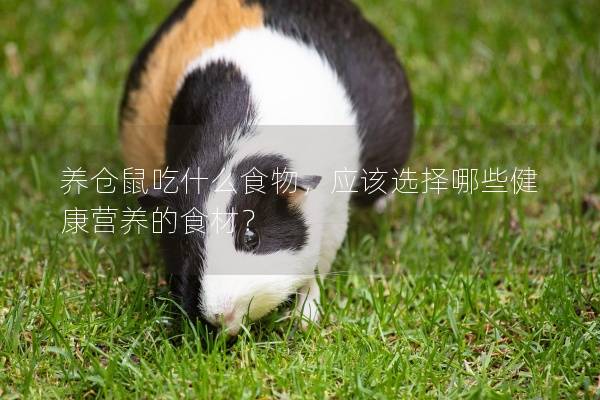 养仓鼠吃什么食物，应该选择哪些健康营养的食材？