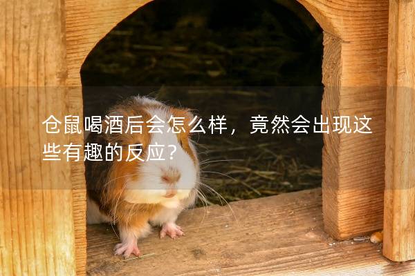 仓鼠喝酒后会怎么样，竟然会出现这些有趣的反应？