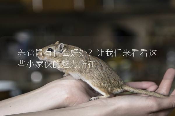 养仓鼠有什么好处？让我们来看看这些小家伙的魅力所在