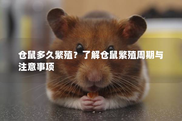 仓鼠多久繁殖？了解仓鼠繁殖周期与注意事项