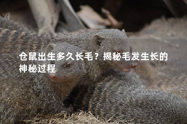 仓鼠出生多久长毛？揭秘毛发生长的神秘过程