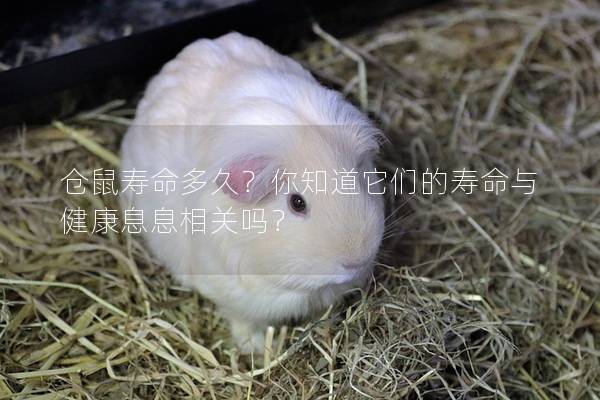 仓鼠寿命多久？你知道它们的寿命与健康息息相关吗？