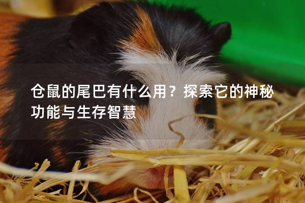仓鼠的尾巴有什么用？探索它的神秘功能与生存智慧