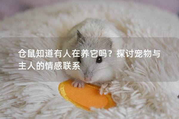 仓鼠知道有人在养它吗？探讨宠物与主人的情感联系