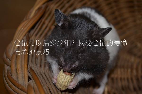 仓鼠可以活多少年？揭秘仓鼠的寿命与养护技巧