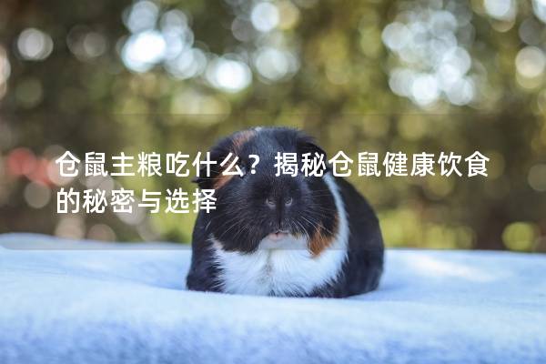 仓鼠主粮吃什么？揭秘仓鼠健康饮食的秘密与选择