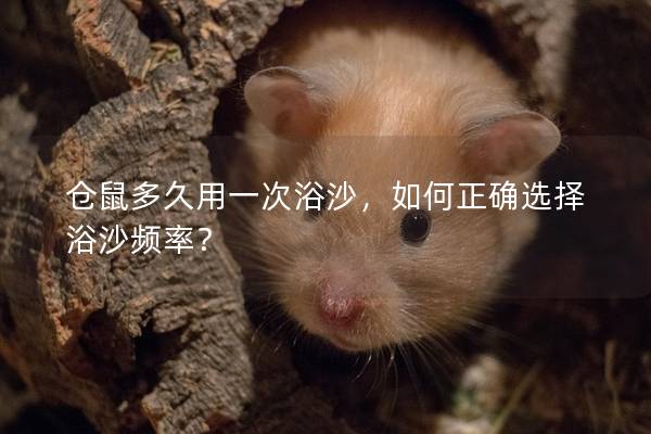 仓鼠多久用一次浴沙，如何正确选择浴沙频率？