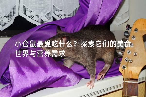 小仓鼠最爱吃什么？探索它们的美食世界与营养需求