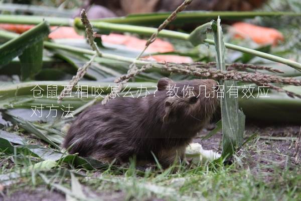 仓鼠互相咬怎么办？教你几招有效应对方法