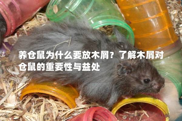养仓鼠为什么要放木屑？了解木屑对仓鼠的重要性与益处
