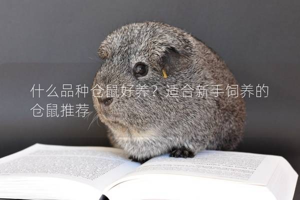 什么品种仓鼠好养？适合新手饲养的仓鼠推荐