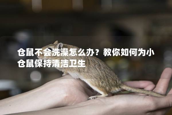 仓鼠不会洗澡怎么办？教你如何为小仓鼠保持清洁卫生