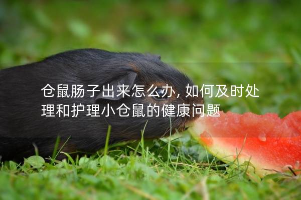 仓鼠肠子出来怎么办, 如何及时处理和护理小仓鼠的健康问题