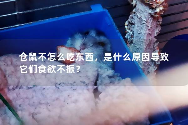 仓鼠不怎么吃东西，是什么原因导致它们食欲不振？