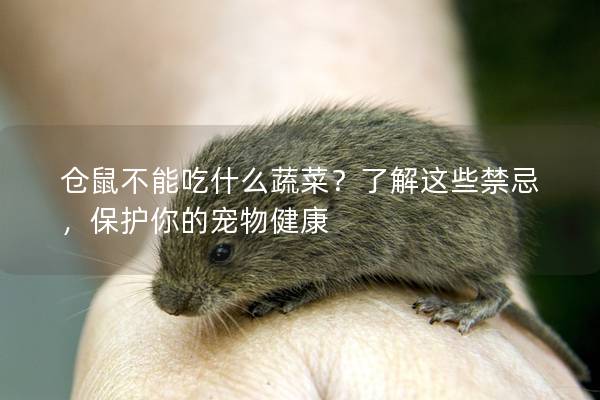 仓鼠不能吃什么蔬菜？了解这些禁忌，保护你的宠物健康