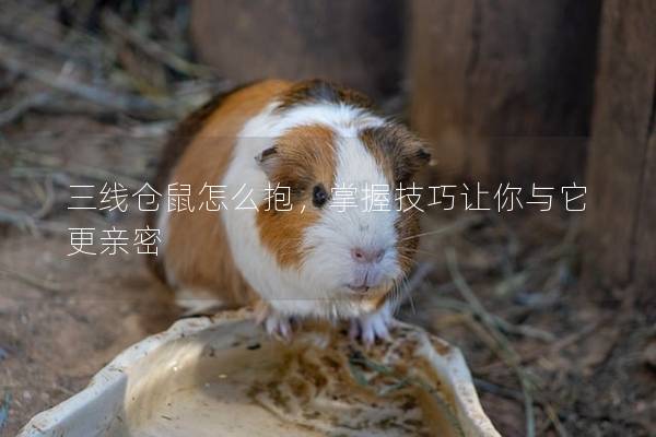 三线仓鼠怎么抱，掌握技巧让你与它更亲密