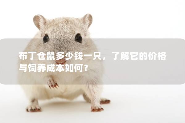 布丁仓鼠多少钱一只，了解它的价格与饲养成本如何？