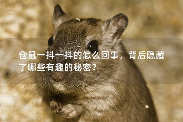 仓鼠一抖一抖的怎么回事，背后隐藏了哪些有趣的秘密？