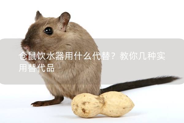 仓鼠饮水器用什么代替？教你几种实用替代品