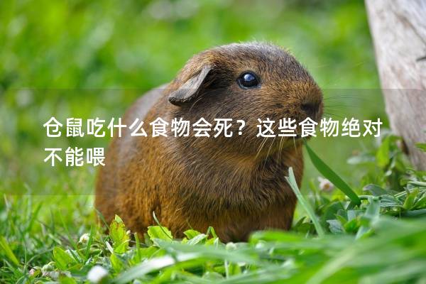 仓鼠吃什么食物会死？这些食物绝对不能喂