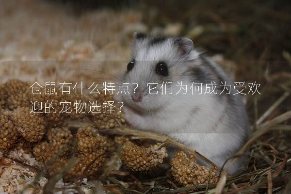 仓鼠有什么特点？它们为何成为受欢迎的宠物选择？