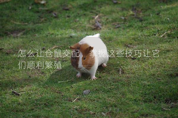 怎么让仓鼠交配，掌握这些技巧让它们顺利繁殖