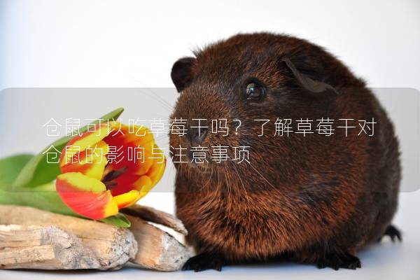 仓鼠可以吃草莓干吗？了解草莓干对仓鼠的影响与注意事项