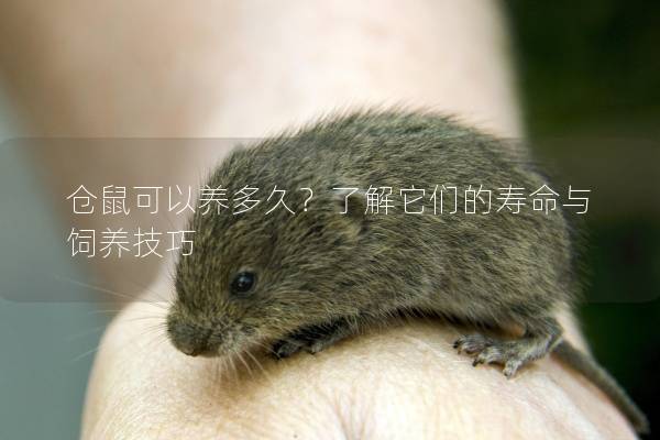 仓鼠可以养多久？了解它们的寿命与饲养技巧