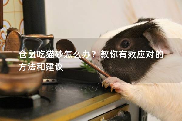 仓鼠吃猫砂怎么办？教你有效应对的方法和建议