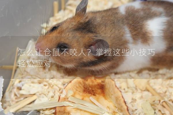 怎么让仓鼠不咬人？掌握这些小技巧轻松应对