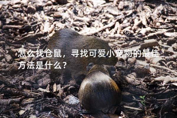 怎么找仓鼠，寻找可爱小宠物的最佳方法是什么？