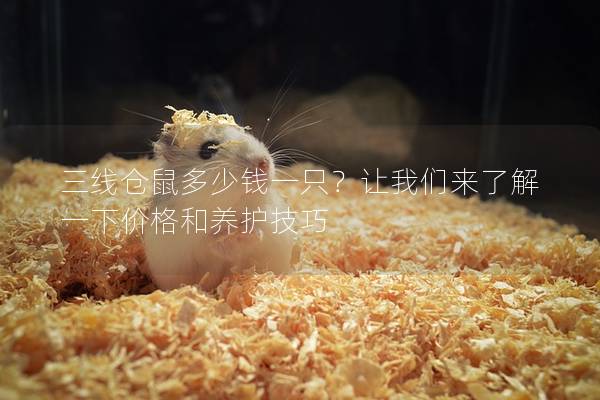 三线仓鼠多少钱一只？让我们来了解一下价格和养护技巧