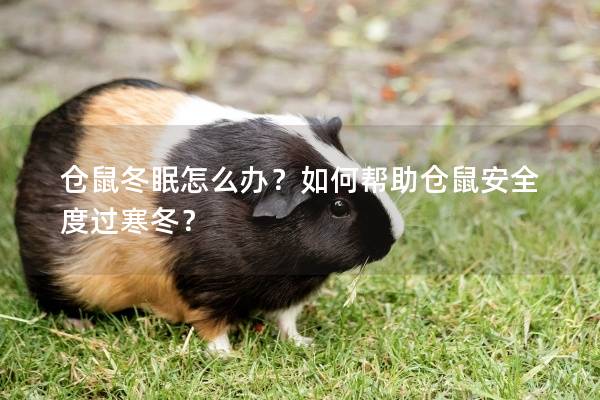 仓鼠冬眠怎么办？如何帮助仓鼠安全度过寒冬？