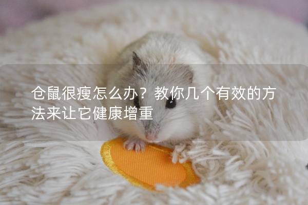 仓鼠很瘦怎么办？教你几个有效的方法来让它健康增重