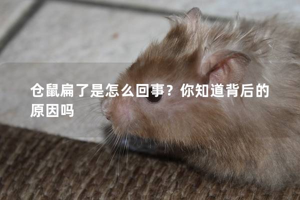 仓鼠扁了是怎么回事？你知道背后的原因吗