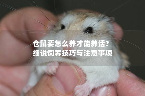 仓鼠要怎么养才能养活？ 细说饲养技巧与注意事项