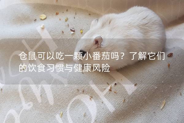仓鼠可以吃一颗小番茄吗？了解它们的饮食习惯与健康风险