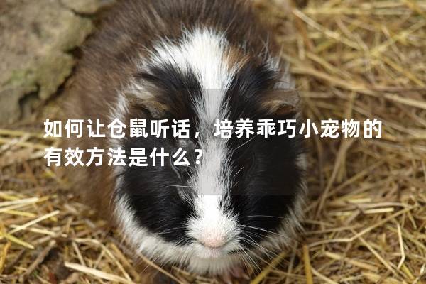 如何让仓鼠听话，培养乖巧小宠物的有效方法是什么？