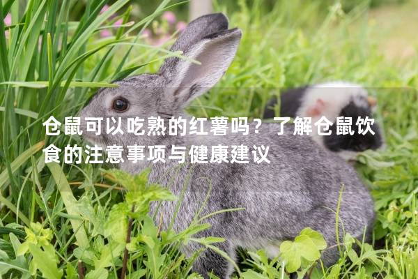仓鼠可以吃熟的红薯吗？了解仓鼠饮食的注意事项与健康建议