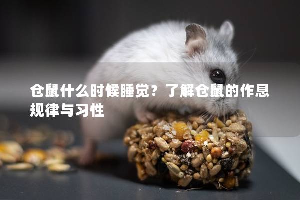 仓鼠什么时候睡觉？了解仓鼠的作息规律与习性