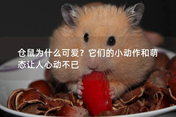 仓鼠为什么可爱？它们的小动作和萌态让人心动不已