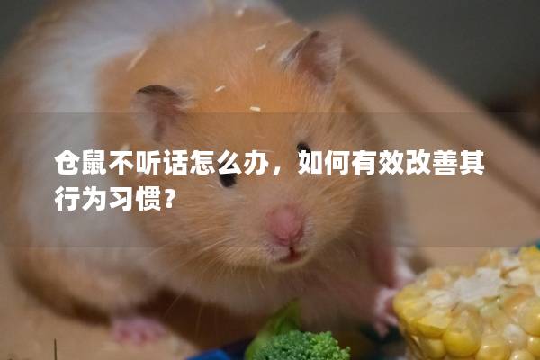 仓鼠不听话怎么办，如何有效改善其行为习惯？