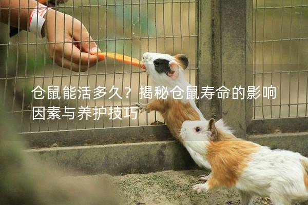 仓鼠能活多久？揭秘仓鼠寿命的影响因素与养护技巧